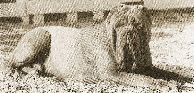 Mose (Sansone II di Ponzano x Giada) | Neapolitan Mastiff 