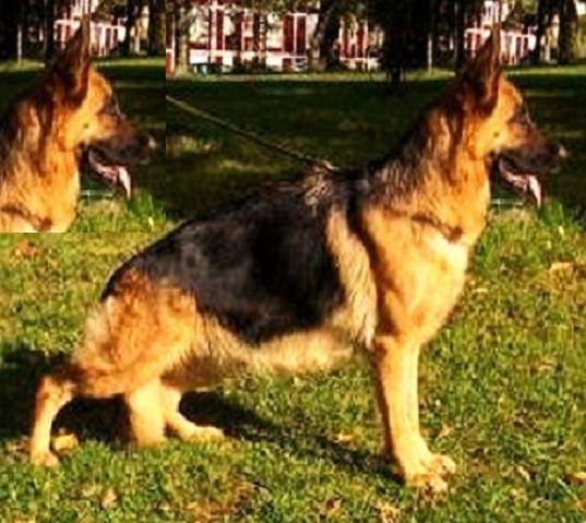 Gypsie De La Vallée Du Soleil Levant | German Shepherd Dog 