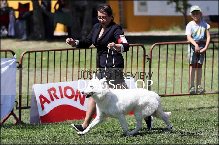 Marea de Reyes del Endrinal | White Swiss Shepherd Dog 