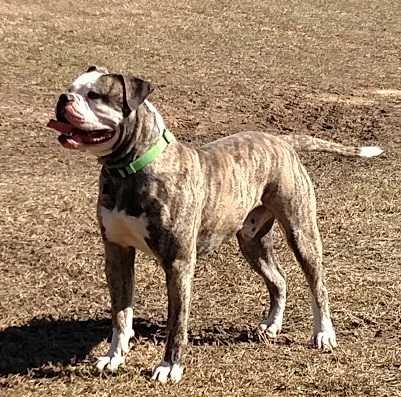 Wills Terrorizing Tank | American Bulldog 