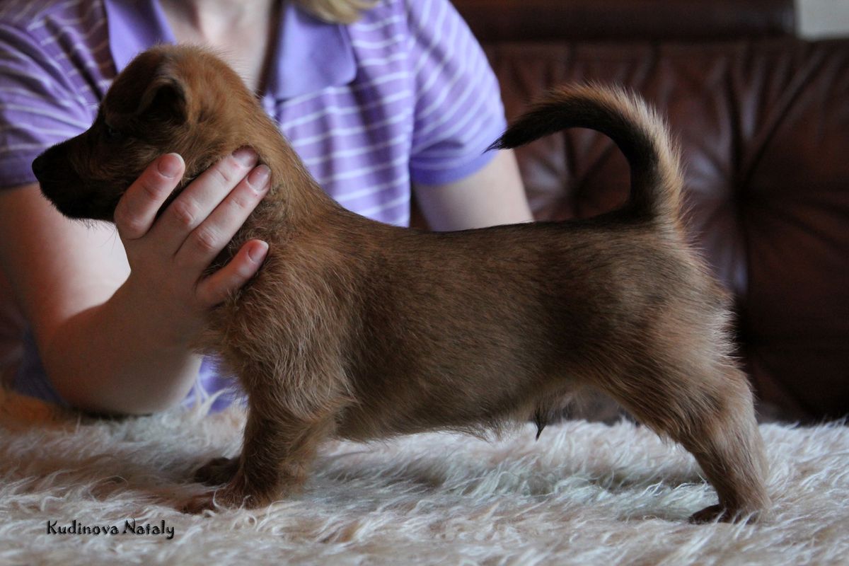 Justas iz Zvezdnogo Grafstva | Australian Terrier 