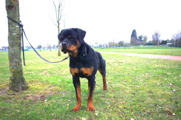 Hector de la horde des Centurions | Rottweiler 