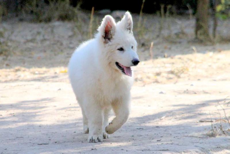FAW Storm's End Wolves Des Altariel | White Swiss Shepherd Dog 