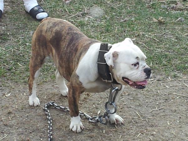 Midmichiganbullys Sonya | Olde English Bulldogge 