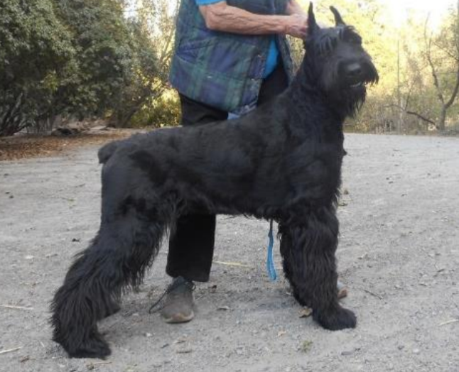 Skansen's  Navy Seals | Giant Schnauzer 