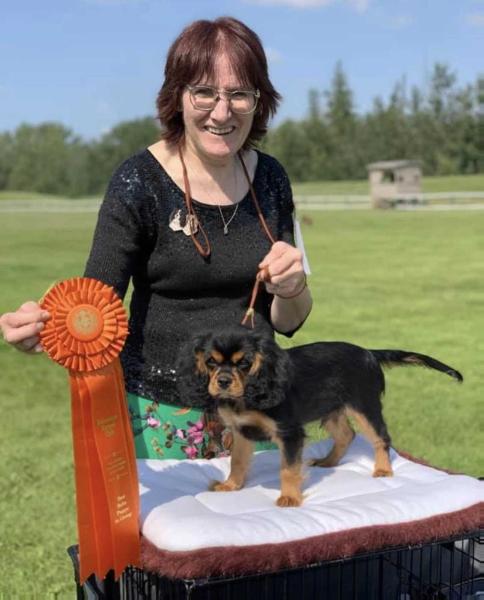 Enchanting Tail’s Boys Town | Cavalier King Charles Spaniel 