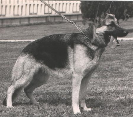 Mose dell' Isola dei Baroni | German Shepherd Dog 