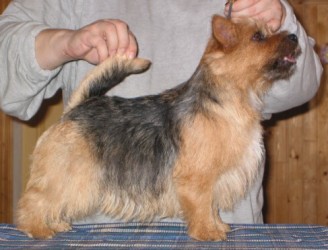 Shugar Kjub Sweet Cheeks | Norwich Terrier 