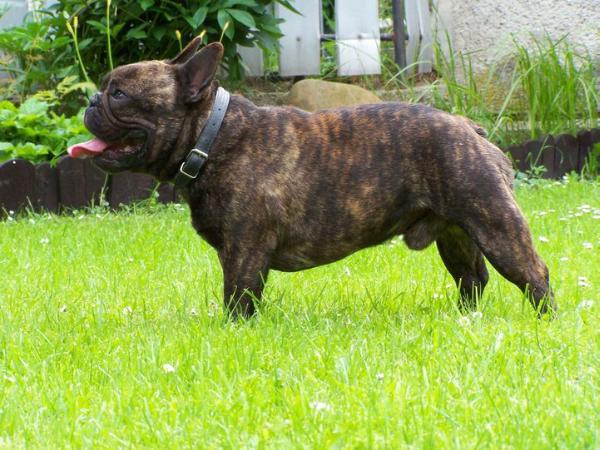 APHEX Elita z udolia Vtacnik | French Bulldog 