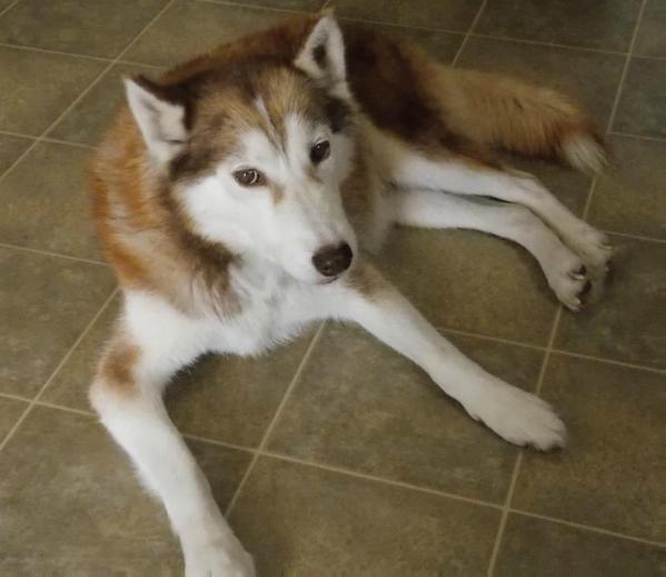 Little "Sugar" Cube | Siberian Husky 