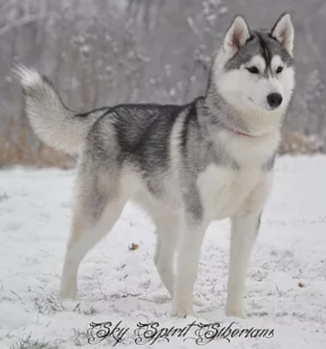 Sky Spirit Siberians Spark Of Shasta | Siberian Husky 