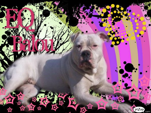 Earthquake's Balou | Olde English Bulldogge 