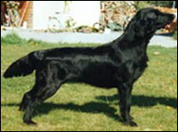 Engelen Look So Good | Flat-Coated Retriever 