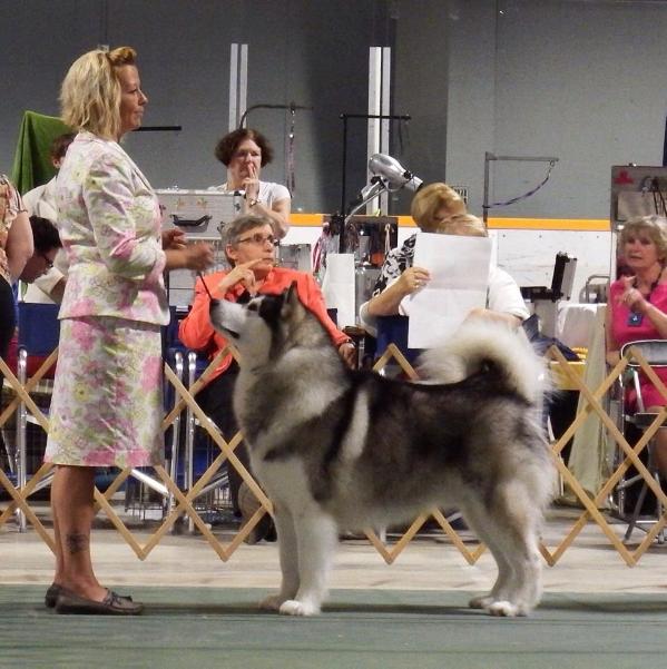 Sanekat's Regina Big Boy | Alaskan Malamute 