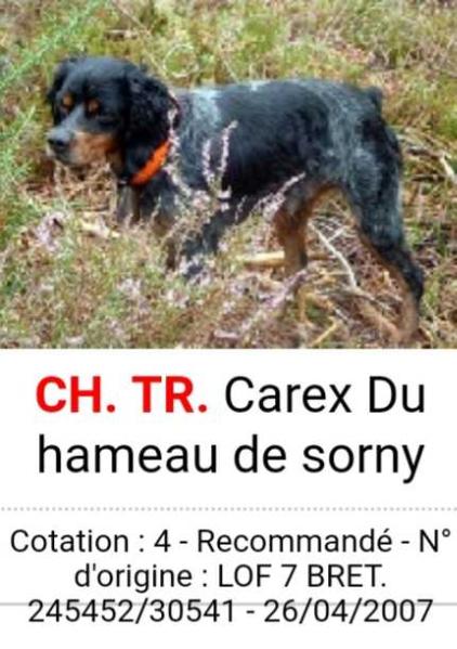 CAREX du Hameau de Sorny | Brittany 