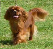 Aberlour Sorcerers Stone | Cavalier King Charles Spaniel 