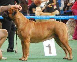 Bullstiff Nostra Almera Nice Gold | Bullmastiff 