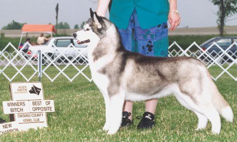 Bain'S northern morethan words | Siberian Husky 