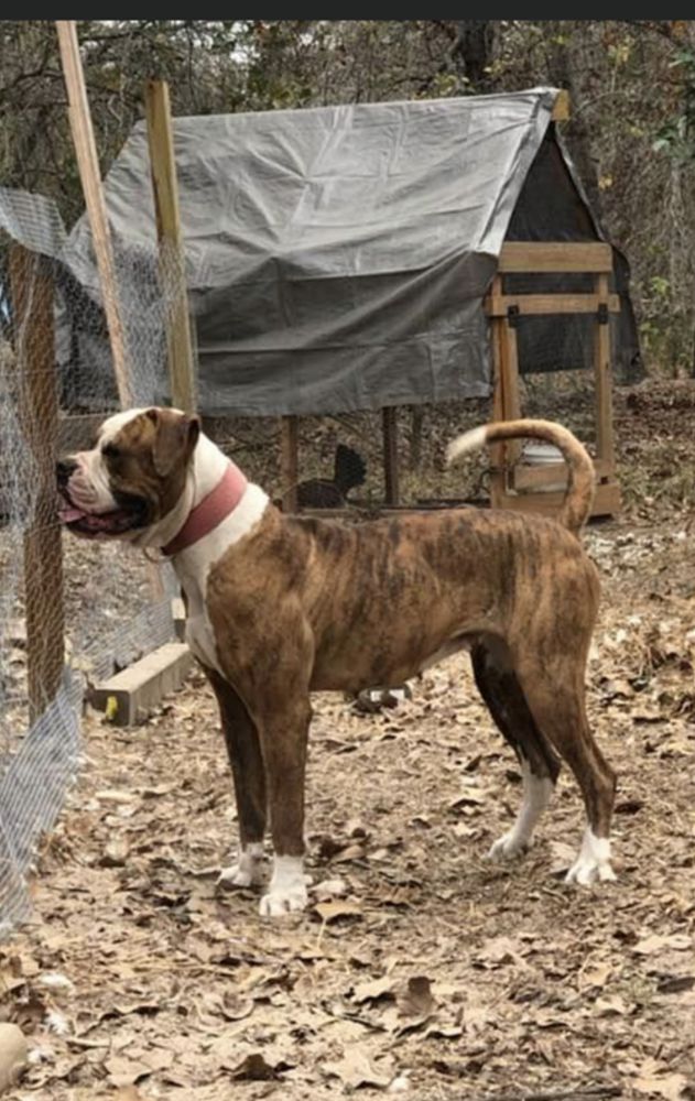 Lil Ke-Ken Flores | American Bulldog 