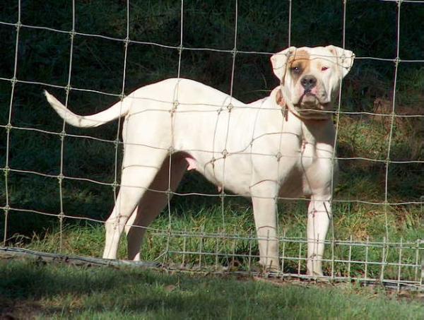 Hays Moe | American Bulldog 