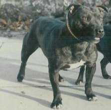 Linksbury Augustus | Staffordshire Bull Terrier 