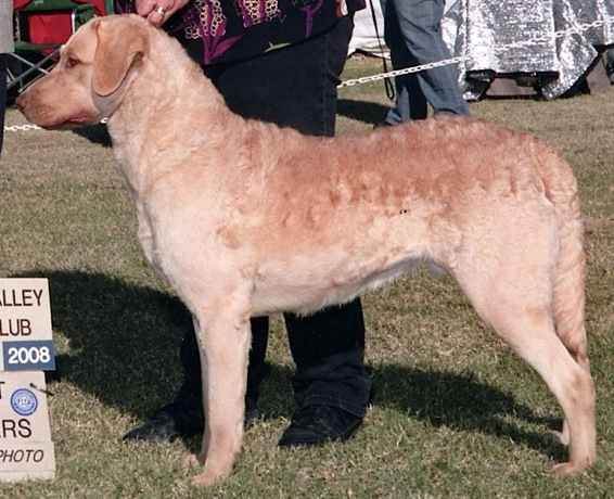 Desert Winds California Gold Nugget | Chesapeake Bay Retriever 