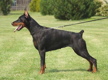 Sant Kreal Uslada | Black Doberman Pinscher