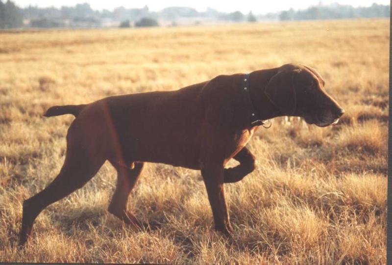 Vom Schwarzwald Felix OF KINIGOS | German Shorthaired Pointer 