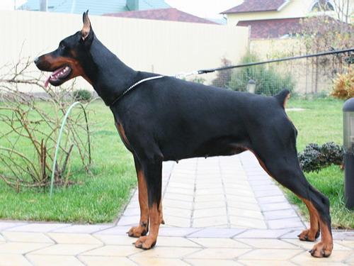 Sant Kreal Terpsichore | Black Doberman Pinscher