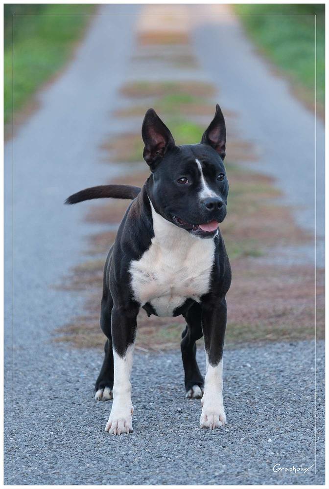 PERSEPHONE De la maison d'Este | American Staffordshire Terrier 