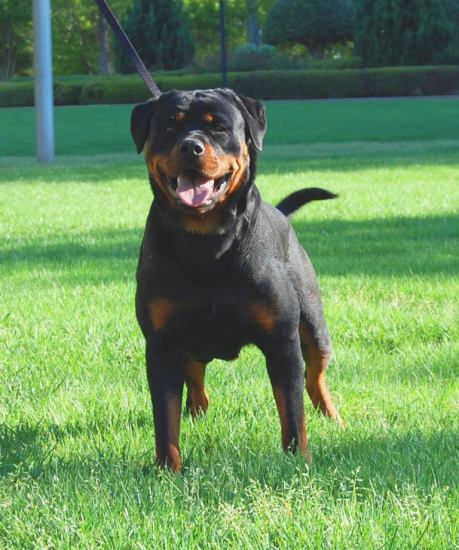 Qualle Vom Erxespring | Rottweiler 