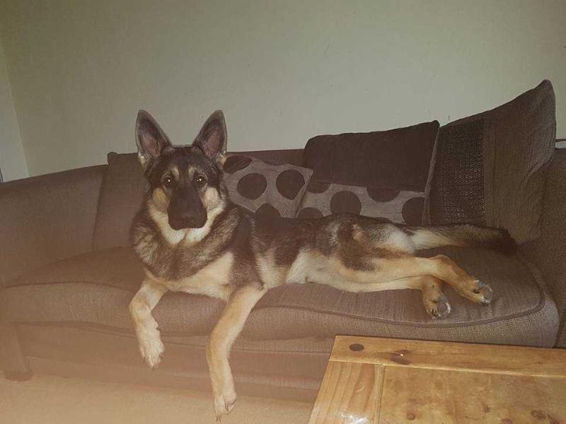 Lyfame Scout | German Shepherd Dog 