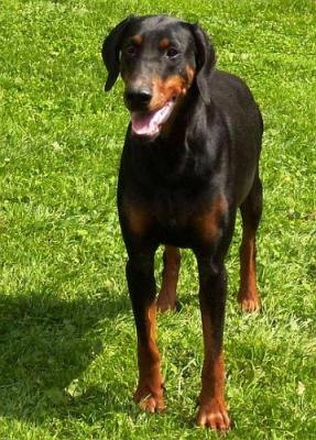 Jipsi od Telepa | Black Doberman Pinscher