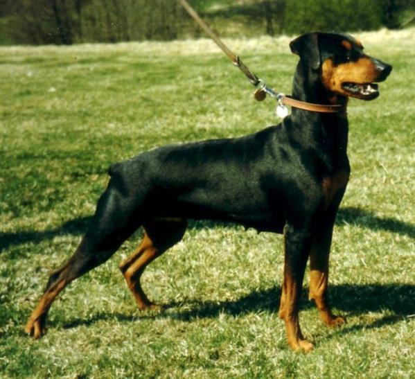 Bitsikka's AMALIA | German Pinscher 