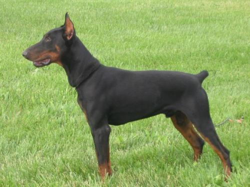 Akeem Jaburi | Black Doberman Pinscher