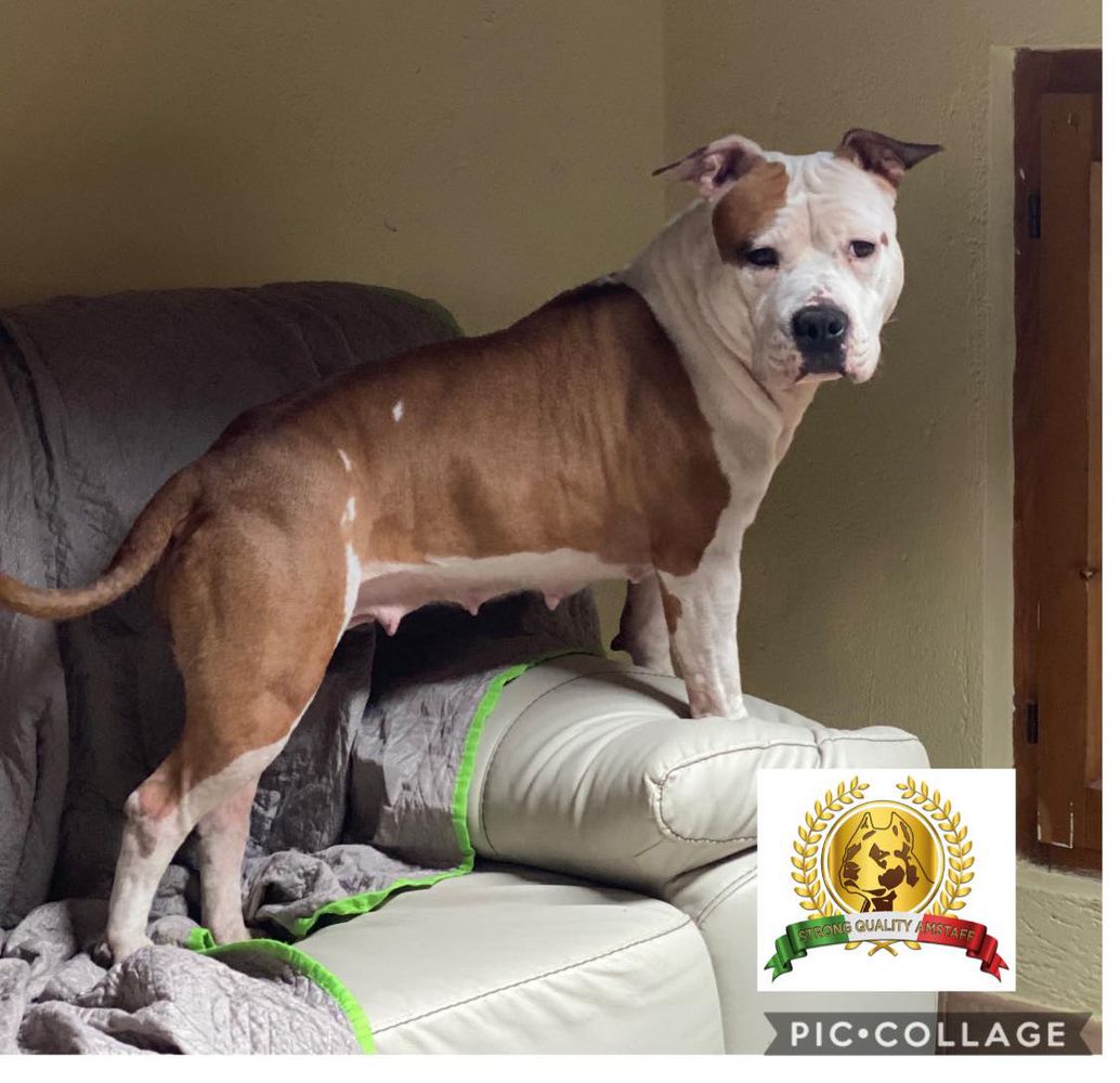 LIVE FOREVER BY STRONG QUALITY | American Staffordshire Terrier 