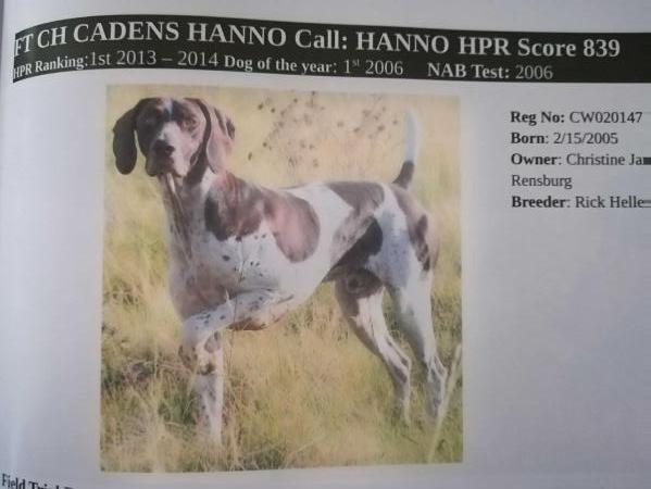 CADENS HANNO ( IMP USA) | German Shorthaired Pointer 