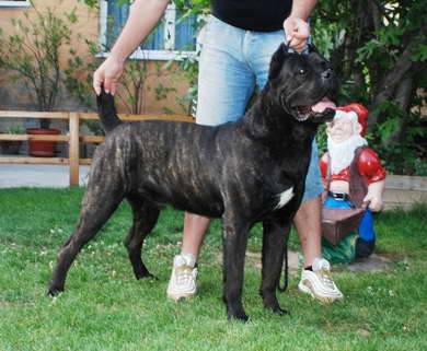 NODDY dell ANTICO CERBERUS | Cane Corso 