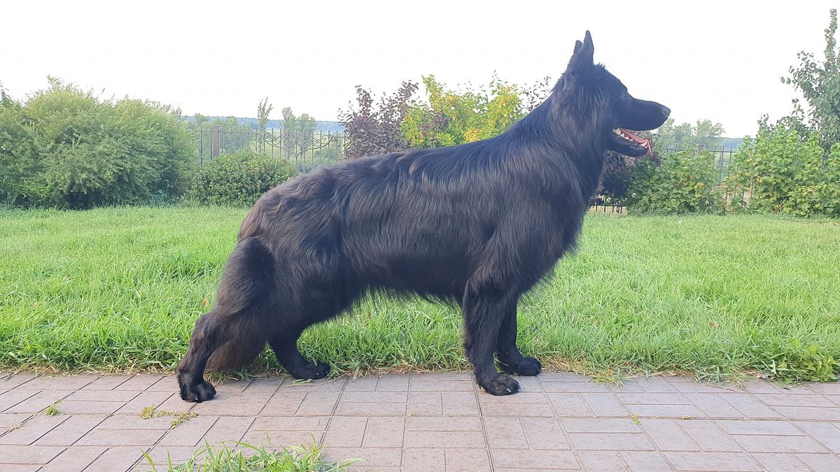 Victory of the Grey Mikka | German Shepherd Dog 