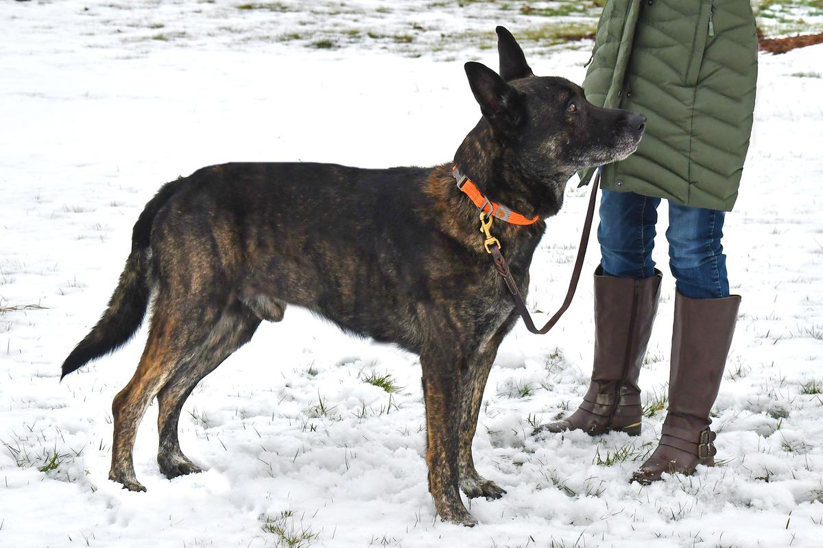 Cher Car’s One Percent Chance | Dutch Shepherd 