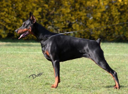 Olympia Onyx King of Darkness | Black Doberman Pinscher