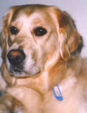 Graigiehill Perdita | Golden Retriever 