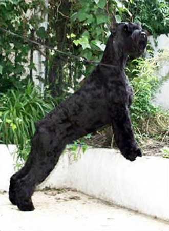 Happy-Night De Pomerland | Giant Schnauzer 