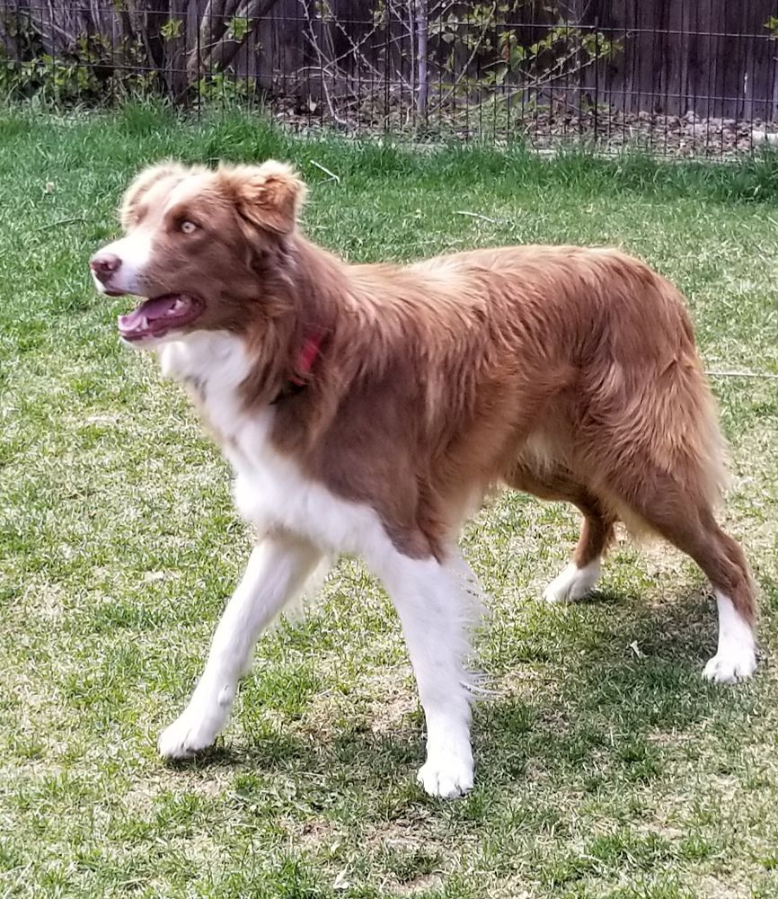 C2C Carter | Border Collie 