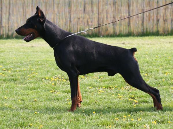 Nanuk v. Noblesshof | Black Doberman Pinscher