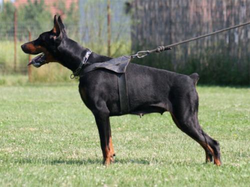 Novella v. Noblesshof | Black Doberman Pinscher