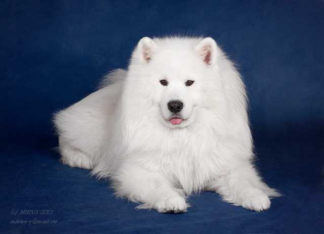 Avangard Arctic Flagman Fley | Samoyed 