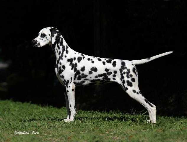 Paceaway Xmark the Spots | Dalmatian 