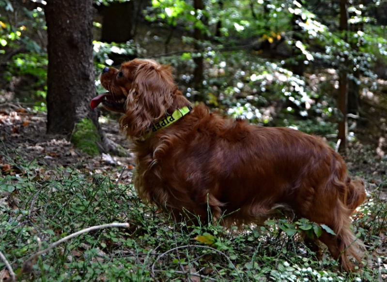 Piper z Panství Lomnice | Cavalier King Charles Spaniel 