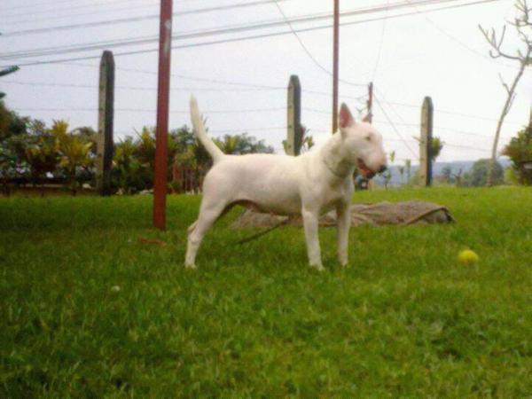 Nieve | Bull Terrier 